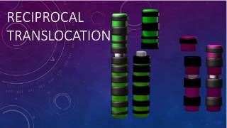 RECIPROCAL TRANSLOCATIONS AND SYNAPSIS [upl. by Dev]