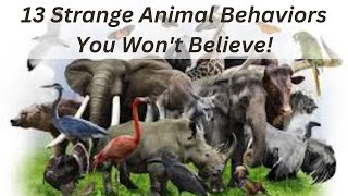 Strange Animal Behaviors You Wont Believe [upl. by Ellehcyar]