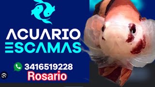 bettaclubargentina visita Acuario Escamas en la Ciudad de Rosario [upl. by Sherwin964]