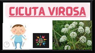 CICUTA VIROSA  HOMOEOPATHY MATERIAMEDICA [upl. by Gney]