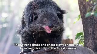 The Bearcat  Top 10 beautiful facts [upl. by Barbette692]