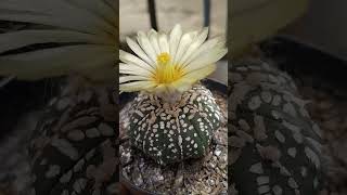 primavera2024 cacto astrophytum Asterias floração perfeição [upl. by Akiehs]