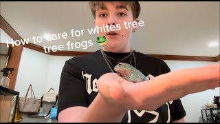 How to Care for Whites Tree Frogs [upl. by Liu573]