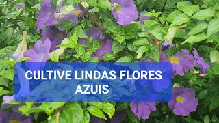 LINDAS FLORES AZUIS DA THUNBERGIA ERECTA VOCÊ VAI AMAR CULTIVAR ESSA PLANTA QUE ENCHE DE FLORES [upl. by Corbie483]