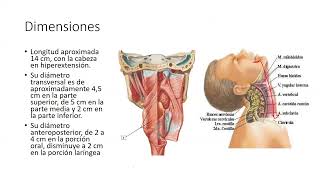 ANATOMÍA DE LA FARINGE 1 INTRODUCCIÓN Y GENERALIDADES [upl. by Anilos871]