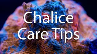 How to take care of your Chalice Coral [upl. by Farmelo682]