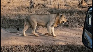 Young Nkuhuma Male Lion  26 October 2024 [upl. by Evangeline47]