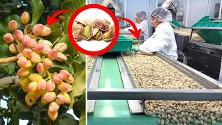 How Are Pistachios Grown And Harvested Cultivation Of Pistachios And Harvesting Machine [upl. by Adihaj384]