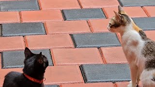 Cat Training  😺😍 Amban learning fetch command cattraining funnycat amban [upl. by Sonaj]