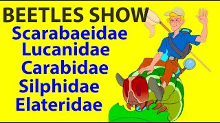 LIVE BEETLES🐞 SHOW IN KYIV UKRAINE DO YOU LIKE 🐞BEETLES ENTOMOLOGY SHOW🐞 [upl. by Roland]