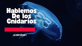 Conozcamos de los Cnidarios Fillum Cnidaria [upl. by Enreval917]