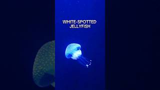 WHITESPOTTED JELLYFISH  In Oceanario de Lisboa Portugal amazinganimals jelly jellyfish [upl. by Katti693]