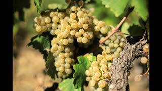 Gigondas un terroir de blanc  rencontre avec Georges Truc Lydia et Claude Bourguignon [upl. by Auric]