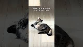 My cat photosynthesizing shorts cat funny [upl. by Dominik]