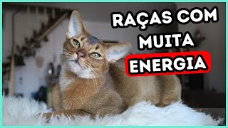 7 Raças de Gatos com as Personalidades Mais Brincalhonas [upl. by Erodoeht849]