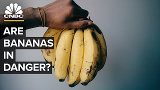 Why The Banana Business Of Chiquita And Dole Is At Risk [upl. by Gies]