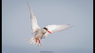 The Antarctic tern Sterna vittata is a seabird that breeds in Antarctica and subAntarctic islands [upl. by Jadda]