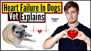 Congestive Heart Failure in Dogs  Everything You NEED To Know  Veterinarian Explains  Dogtor Pete [upl. by Malchus]