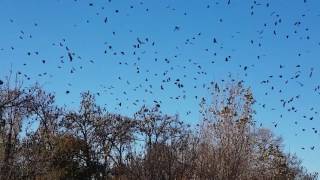 Thousands of Bats in Rosiland Park Bendigo June 2017 [upl. by Landbert]