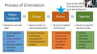 Identifying Bacteria the Bergeys Manual Way [upl. by Navonoj]