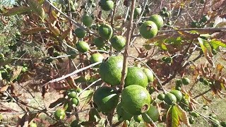 فاكهة الجوافة goyave fruit [upl. by Mikkanen]