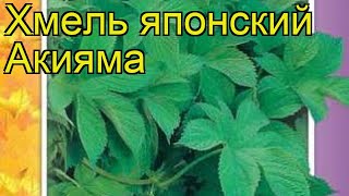 Хмель японский Акияма Краткий обзор описание характеристик где купить семена humulus japonicus [upl. by Atwekk]