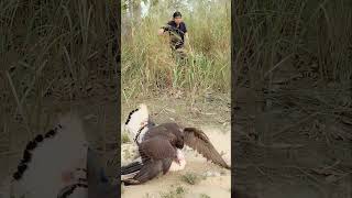 extraordinary 😱 the moment the eagle preyed on the chicken shorts amazing [upl. by Hewe]