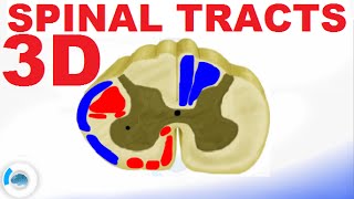 Pons  External and Internal White amp Grey matter  QUIZ  Anatomy [upl. by Merceer19]