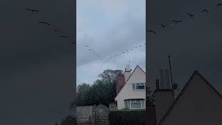 Geese flying over Exmouth [upl. by Eednahs]