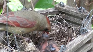 Northern Cardinal  HD MiniDocumentary [upl. by Akenn]