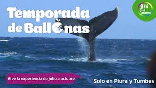 ¡Aventura con Ballenas 🌊🛶🐋 [upl. by Andre]