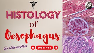 Histology of Oesophagus [upl. by Elleimac133]