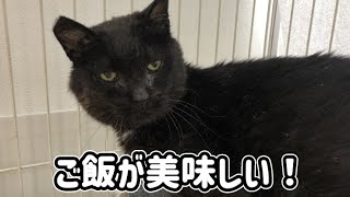 口内炎が痛くてご飯が食べれなかった外猫ちゃん、抜歯してからもりもり食べてます [upl. by Gothart]