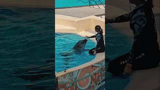 Dolphin show in antalya  turkey shortsbabysharkmountains traveldolphin4k nature switzerland [upl. by Verbenia]