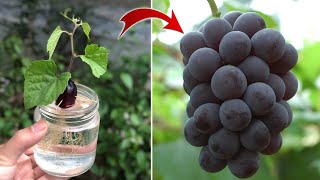 SUPER SPECIAL TECHNIQUE for propagating grapes with honey super fast growth  Relax Garden [upl. by Uhej]