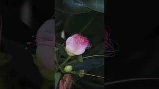 Barringtonia Asiatica ‐ flores natureza raro shorts short shortvideo shortsvideo mundo tudo [upl. by Wittie]