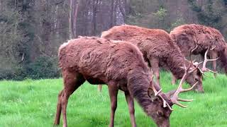 Magnificent Red Deer [upl. by Rashidi]