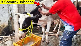 Cow Video  Belamyl Injection  B Complex Injection  Liver Extract With Vitamin B12 Injection [upl. by Mohammed]