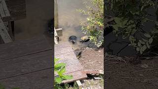 AMAZING turtle rescue Watch this little guy flip back over turtlerescue teamturtle turtlediary [upl. by Bartle855]