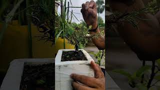 rain pruningmy 12 dollar juniyar casuarina bonsaiThe bonsai zone [upl. by Alvie]