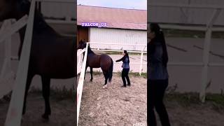 WHACHING AND SUBSCRIBE horse equestrian horseridding [upl. by Kauffman591]