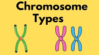 Types of Chromosomes  Sister Chromatids  Homologous Chromosomes [upl. by Atinod]