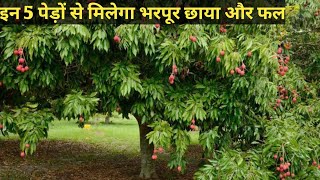 भरपूर छाया और फल देने वाले 5 पेड़  Top 5 best fruiting and shade wale ped [upl. by Ringsmuth]