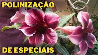 Como POLINIZAR Rosa do Deserto ESPECIAIS [upl. by Ynamreg]