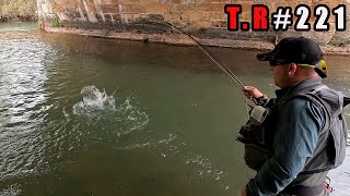 ⚠️PESCA DE TRUCHAS URBANA👈IMPRESIONANTE ECLOSION DE PARDONES [upl. by Jarred]