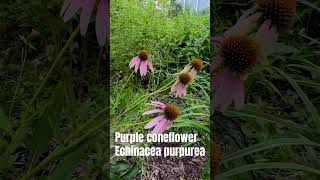 Purple coneflower Echinacea purpurea is a great Texas native plant for your garden butterflygarden [upl. by Richela216]