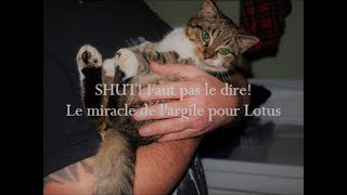 Le miracle de largile pour Lotus chaton rescapé  SHUT FAUT PAS LE DIRE [upl. by Risay]