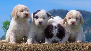 Lagotto Romagnolo lagottoromagnolo [upl. by Carmine]