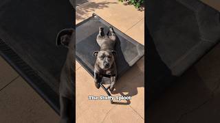 The Staffy Sploot 🥰 bluestaffy dog englishstaffy [upl. by Kaazi]