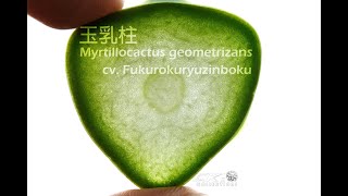 來切 玉乳柱 仙人掌🌵 cut a Myrtillocactus geometrizans cv fukurokuryuzinboku [upl. by Nalid]